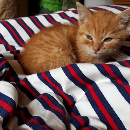 Apartmenthaus Amelie *