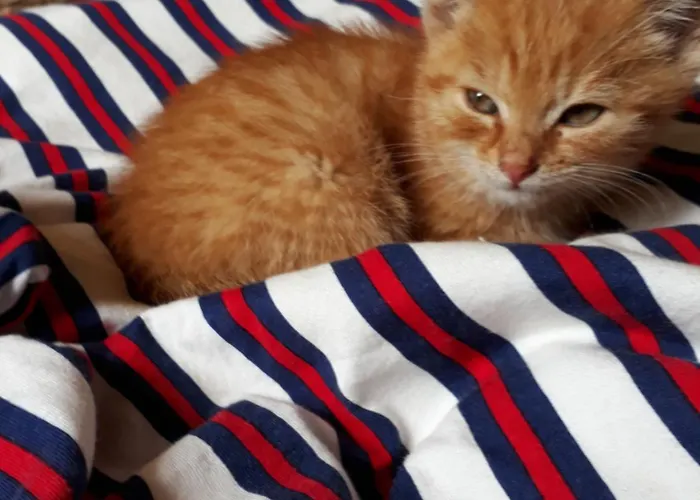 Apartmenthaus Amelie *